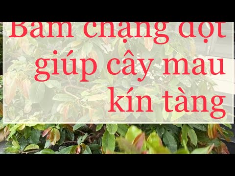 Bấm chặng đọt sau khi tạo tàng giúp cây nhanh phân cành đẻ nhánh | nhanh kín tàng. Nụ đặc cây.