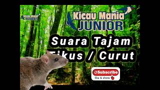 Download lagu Suara Tajam Tikus / Curut - Kicau Mania Junior mp3 Download lagu Suara Tajam Tikus / Curut - Kicau Mania Junior mp3