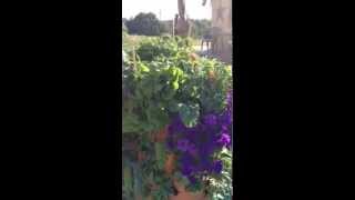 Organic gardening in Texas