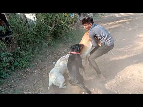 dog fight ( Rottweiler , lebra , German shepherd ) desi dog fight