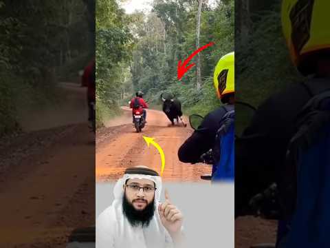 لحظة كادت أن تتحول خوفًا، لكن الله جعلها طمأنينة فانحنى الثور بدل الهجوم #youtubeshorts #اكسبلور