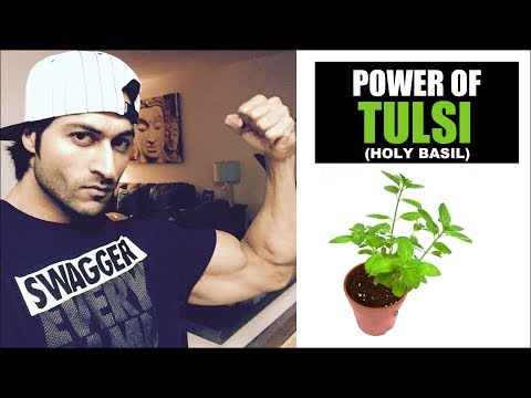 Power of tulsi (holy basil)