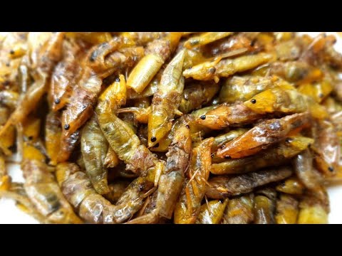 Nsenene : Ugandan delicacy // Ugandan favorite most enjoyed eatable seasonal insects