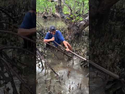 Crazy Mud Crab Hunting in the Mangrove Swamp!