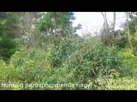 Parosphromenus Nagyi