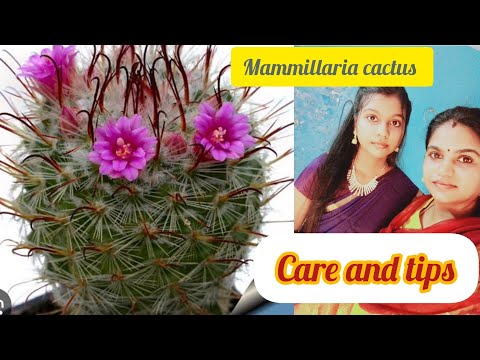 , title : 'how to mammillaria cactus care and tips /tamil cactus care and propagation easy method  /tamil'