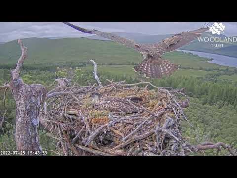 First flight! Willow takes to the air for the first time 🦅