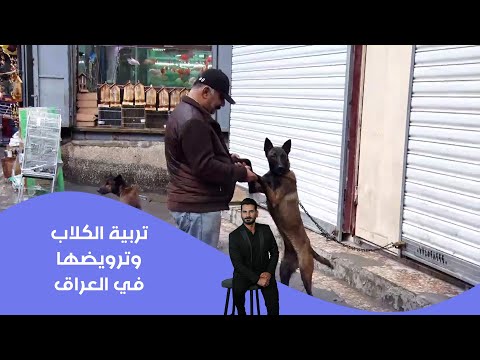 فيديو | تربية الكلاب وترويضها في العراق