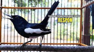 Download lagu PANCINGAN KACER bahan SUSAH bunyi, KACER GACOR NGEPLONG bikin KACER MANAPUN ikut GACOR mp3 Download lagu PANCINGAN KACER bahan SUSAH bunyi, KACER GACOR NGEPLONG bikin KACER MANAPUN ikut GACOR mp3