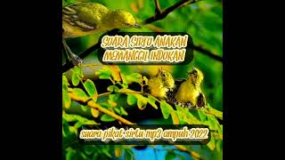 Download lagu SIRTU ANAKAN MEMANGGIL INDUKAN, suara audio mix burung sirtu paling ampuh 2022!! mp3