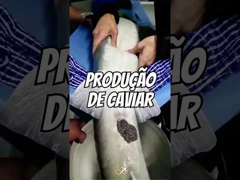 Técnica INCRÍVEL de produção de CAVIAR com ESTURJÃO VIVO! 🐟💎
