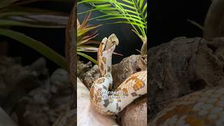 I tried shelf stable snake food by Good Reptiles