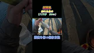 超簡単！釣った魚（ハマチ　56㎝）を鮮度を保つ方法で保存してみた。#shorts #釣り #ショアジギング
