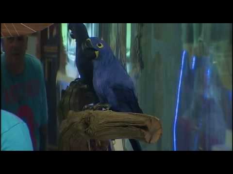 Big Brother UK BB11UK Day 38 P1