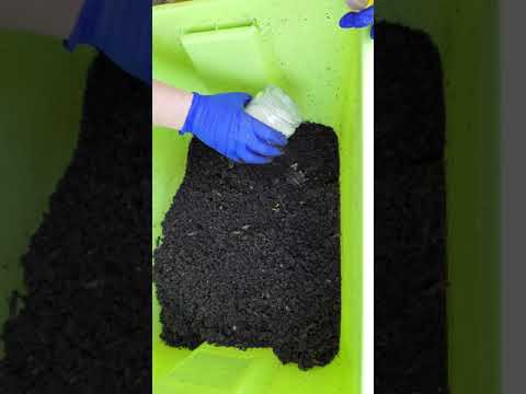 Beginners Bin Evacuation - Vermicomposting