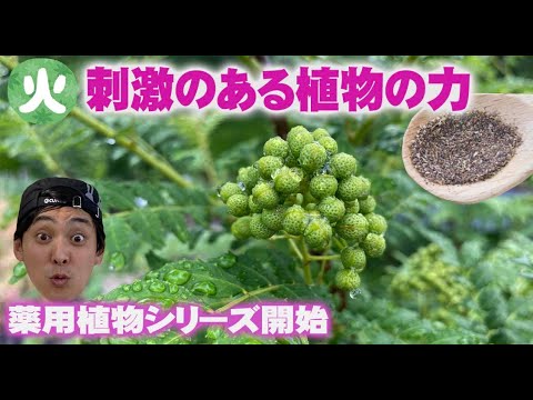 虫刺されに効く薬用植物 トピックス