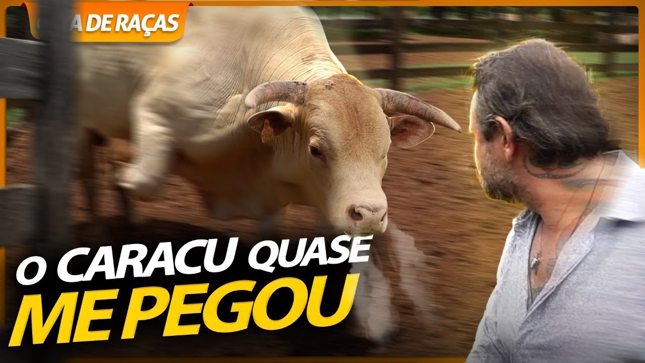 QUASE FUI AMASSADO PELO TOURO CARACU! | RICHARD RASMUSSEN
