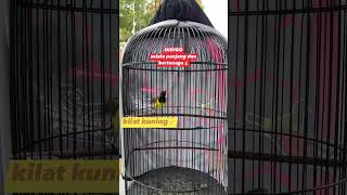 Download lagu SOGON INDIGO dgn minuman Energinya KILAT KUNING ⚡ #kicaumanianusantara #fypyoutube #masteranjernih mp3