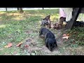 Miniature Dachshund dogs for sale: Skylar - Video 1
