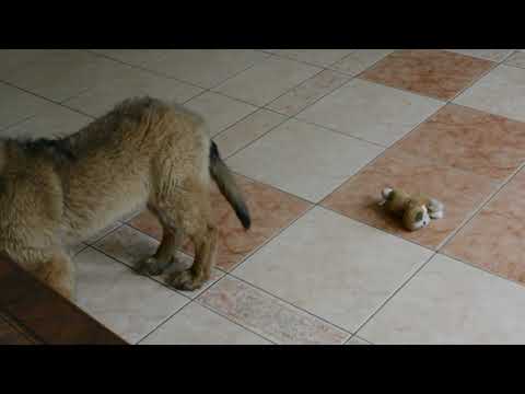 Leonberger puppy for sale