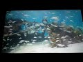 Baby Wordsworth S World Of Words Fish Music Video Orchestral Suite 1 Passepied Bach