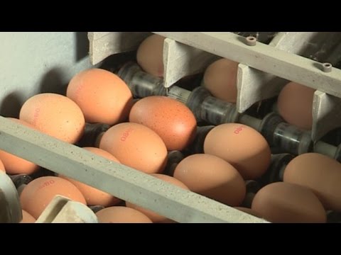 , title : '내일부터 AI 발생지 계란 제한적 반출 허용'