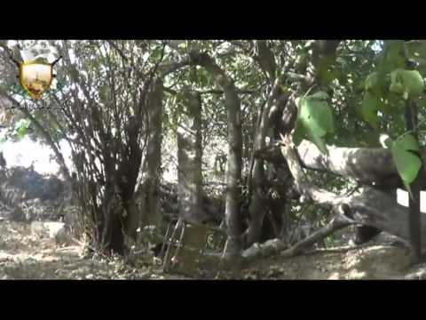 تصدي كتيبة مجاهدي الصالحية لمحاولة تسلل قوات النظام إلى بساتين حي برزة في مدينة دمشق