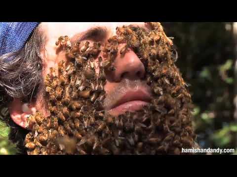 Andy's Bee Beard