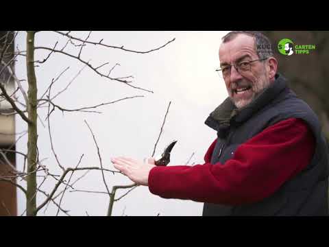 Obstbäume richtig schneiden! Gartentipps von Volker Kugel - www.grünzeug.tv
