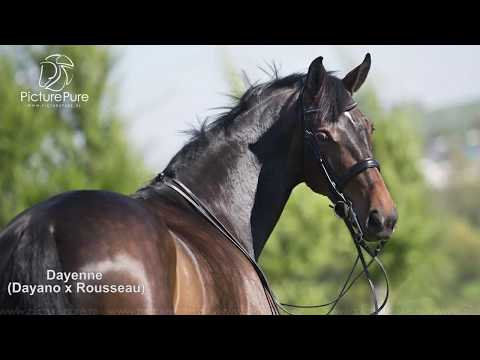 Dayenne (Dayano x Rousseau)