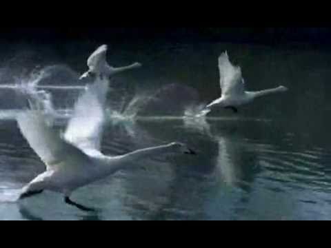 Winged Migration (Le Peuple migrateur) - Trailer