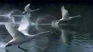 Winged Migration (Le Peuple migrateur) - Trailer