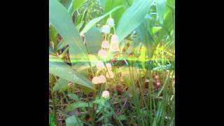 Maria Nordin - Nu lever sommaren