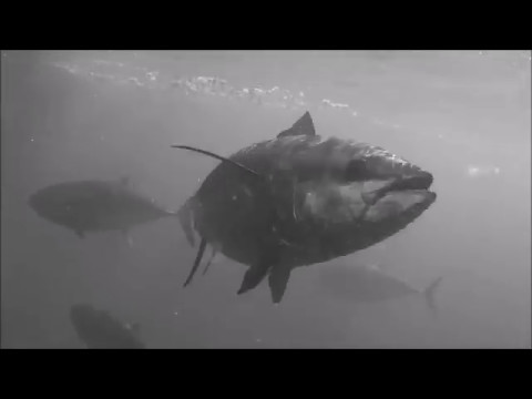 Tunonna - Pasta con Tonno (Bello Figo cover STUDIO VERSION)