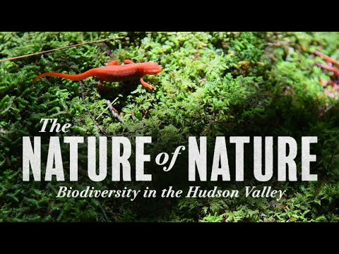 Regional Ecology: Understanding the Complex Interplay