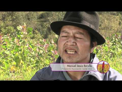 download lagu mp3 mp4 Quinua Ecuador, download lagu Quinua Ecuador gratis, unduh video klip Quinua Ecuador