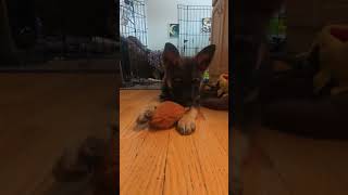 Video preview image #1 German Shepherd Dog-pomeranian spitz Mix Puppy For Sale in Princeton, MN, USA