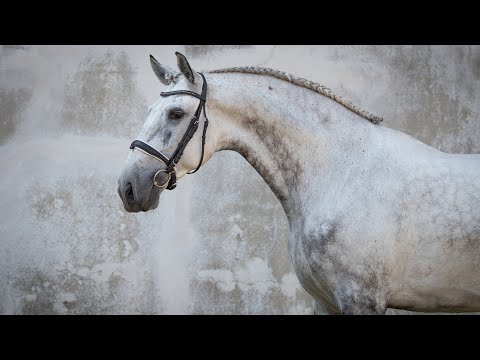 **SOLD** Exciting Grand Prix Prospect Lusitano Gelding (REF#513)