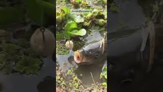 Download lagu Umpan jatuh langsung di sambar ikan mas babon@jonespetualang mp3 Download lagu Umpan jatuh langsung di sambar ikan mas babon@jonespetualang mp3