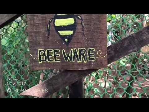 Minük - Aurora Diaries #2