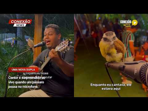Vídeo: Cantor é surpreendido ao vivo quando um pássaro pousa no microfone.