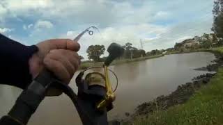 Maribyrnong Mulloway Hook Up