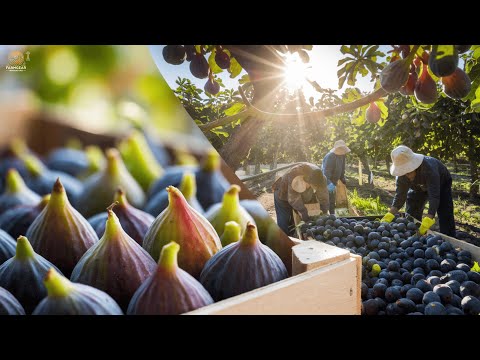 How Japanese Farmers Harvested & Processing Millions of Figs 🍇 | Agriculture Technology