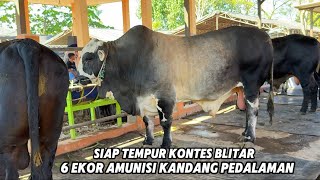 Download lagu IMMEDIATELY DROP 6 MONSTER COWS AMMUNITION FROM THE HOMELAND mp3 Download lagu IMMEDIATELY DROP 6 MONSTER COWS AMMUNITION FROM THE HOMELAND mp3
