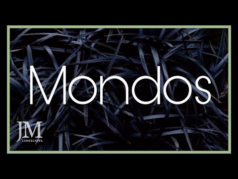 How To Look After Your Mondos｜Friday Plant Day