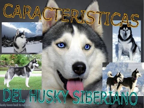 Caracteristicas del Husky Siberiano