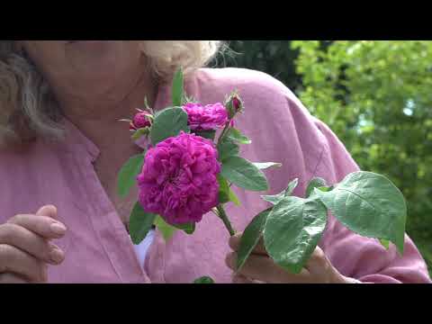 Pladder i rabatten del 4