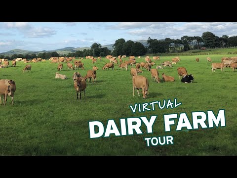 A Virtual Tour Of A Dairy Farm In Biggar, Scotland (Part 2)