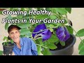 You Can Grow Blue Pea Butterfly Pea At Home