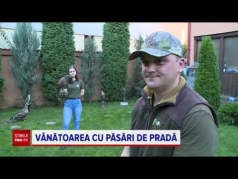 Vânătoarea cu pasări de pradă a putea fi legalizată în România. Cu cât poate fi cumpărat șoim polar